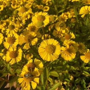Helénium - Helenium hybrida ´MARIACHI SOMBRERO´, kont. C2L